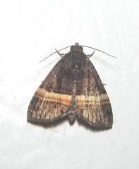 Ozarba abscissa