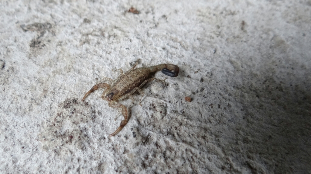 Centruroides rileyi
