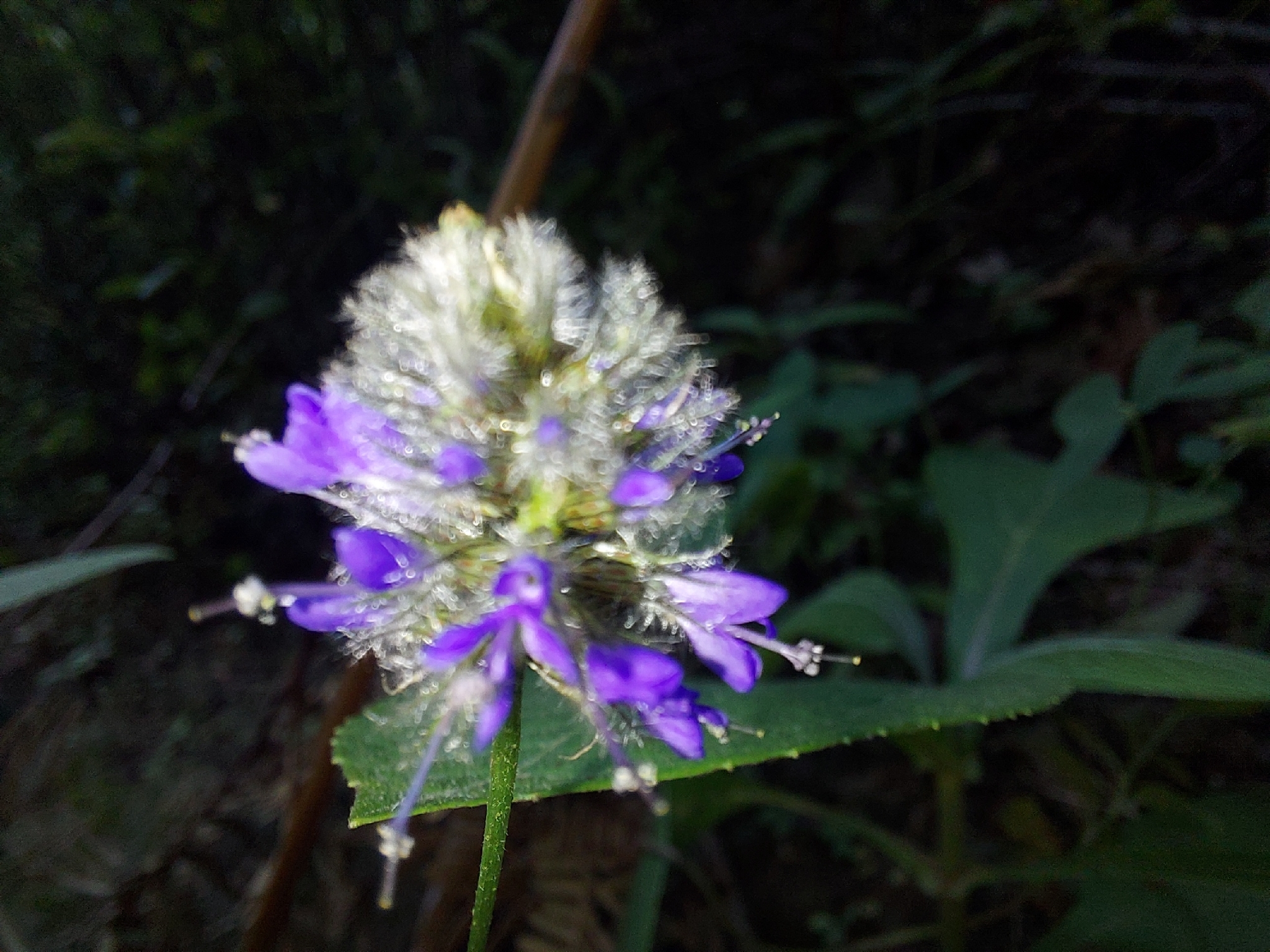 Dalea exserta