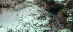 Myrichthys breviceps