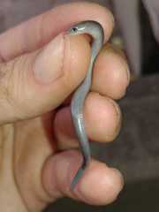 Scelotes fitzsimonsi