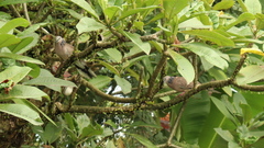 Streptopelia chinensis