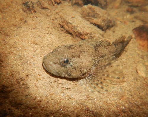 Potomac sculpin (Cottus girardi) — Cottidae