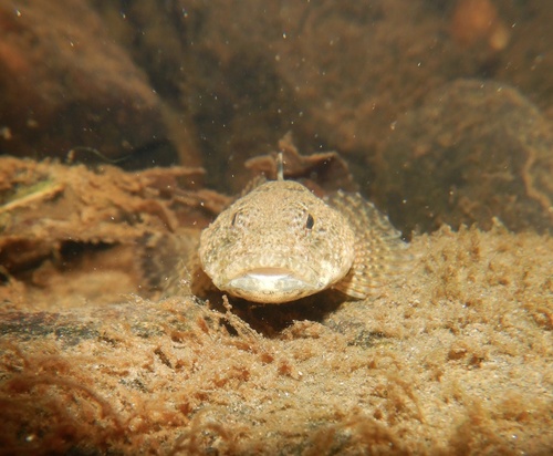 Potomac sculpin (Cottus girardi) — Cottidae — 4