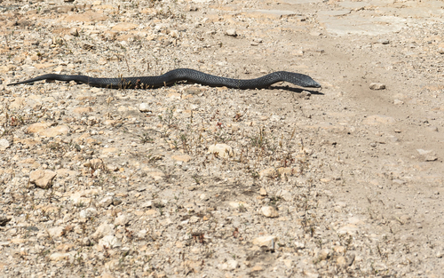 Tiger Snake sighting