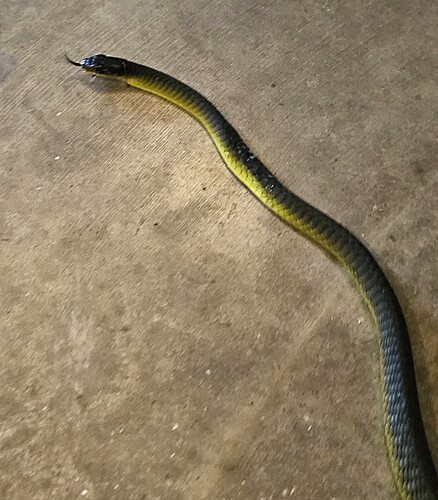 Common Tree Snake sighting