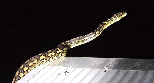 Coastal Carpet Python sighting