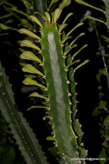 Euphorbia