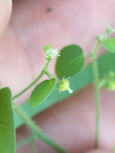 Andrachne microphylla (Andrachne microphylla)