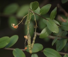 Cadaba fruticosa