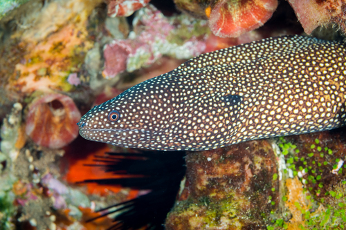 Whitemouth Moray