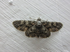 Lepidoptera