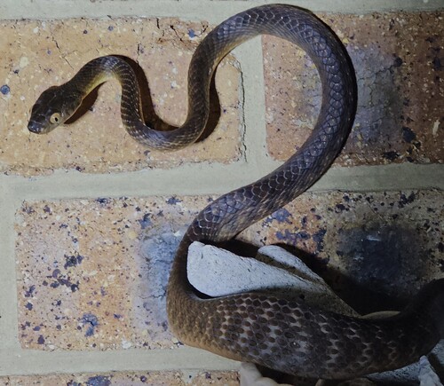 Brown Tree Snake sighting