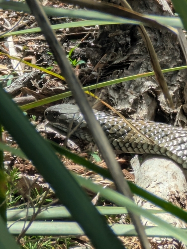 Tiger Snake sighting