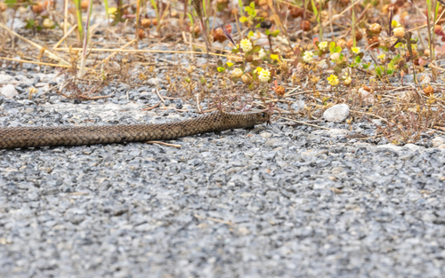 Peninsula Brown Snake sighting