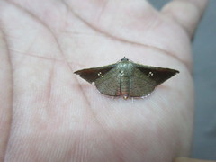 Banisia