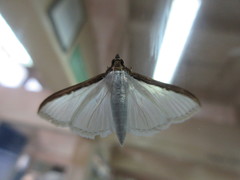 Cydalima laticostalis