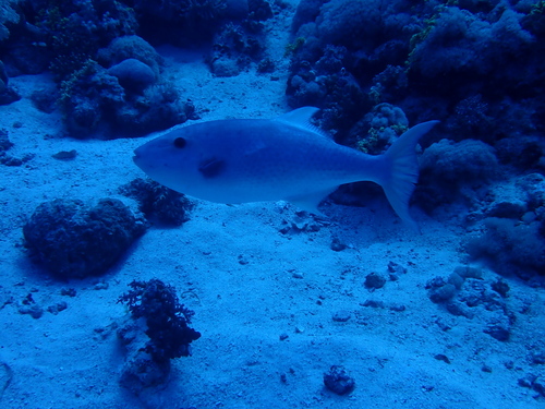 Largescale triggerfish (Canthidermis macrolepis) — Balistidae — 4