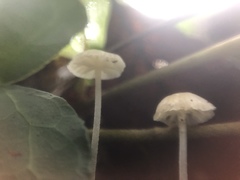 Mycena capillaris