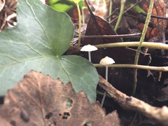 Mycena capillaris