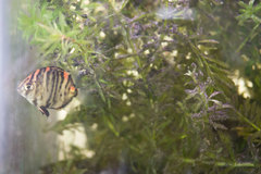 Scatophagidae