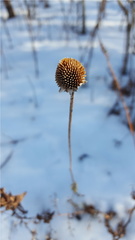 Rudbeckia hirta pulcherrima