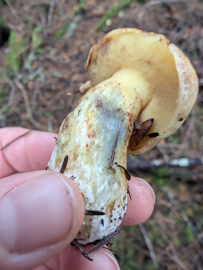 Suillus caerulescens · November 2025 · photo: © simonele (iNaturalist, cc-by)