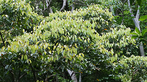 Cryptocarya macrocarpa observed 2025-11-04