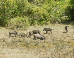 Sus scrofa cristatus