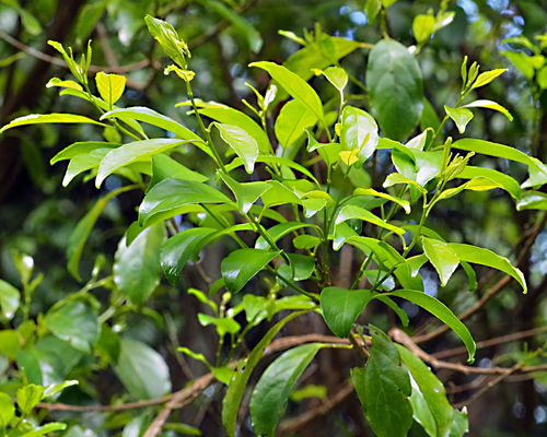 Dallachya vitiensis observed 2025-11-04