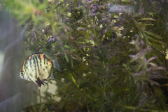 Scatophagidae