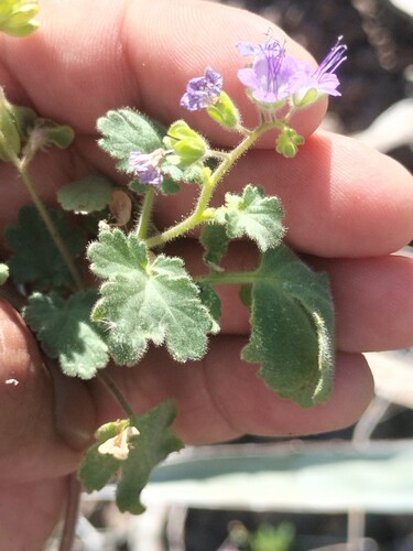 Phacelia scariosa (Phacelia scariosa)