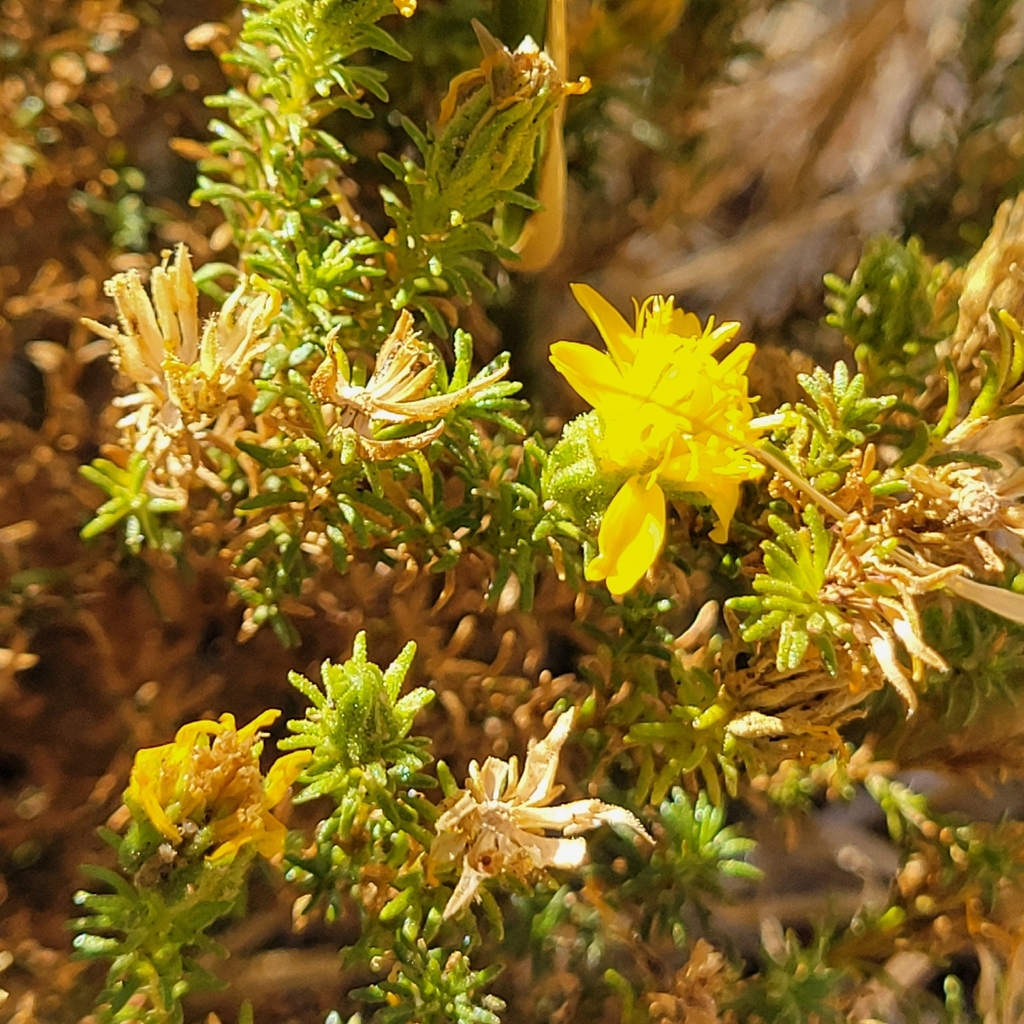 Deinandra minthornii; photograph author not stated, no rights reserved
