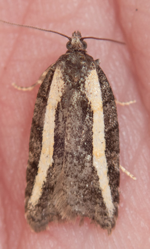 Western Black-headed Budworm