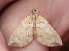 Eulithis destinata