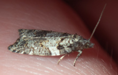 Acleris gloveranus