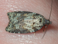 Acleris gloveranus