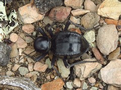 Moluris gibba