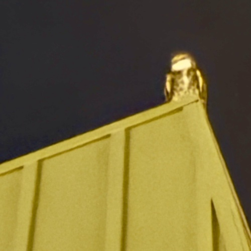 View observation of {o.common_name} on iNaturalist