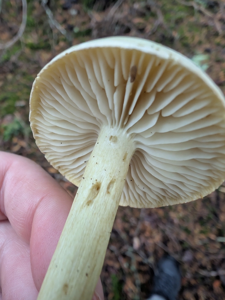 Tricholoma sulphureum · November 2025 · photo: © simonele (iNaturalist, cc-by)