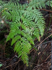 Calochlaena dubia
