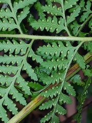 Calochlaena dubia