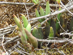 Adromischus filicaulis