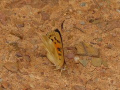 Chrysoritis pan henningi