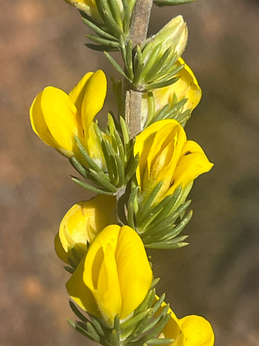 Goldensceptre Capegorse (Aspalathus sceptrum)