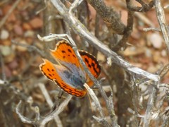 Chrysoritis pan henningi