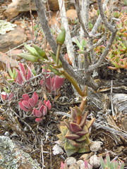 Anacampseros telephiastrum