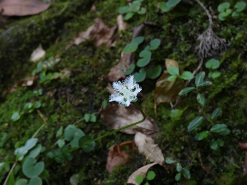 Parnassia foliosa iNat (2)