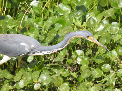 Egretta tricolor image