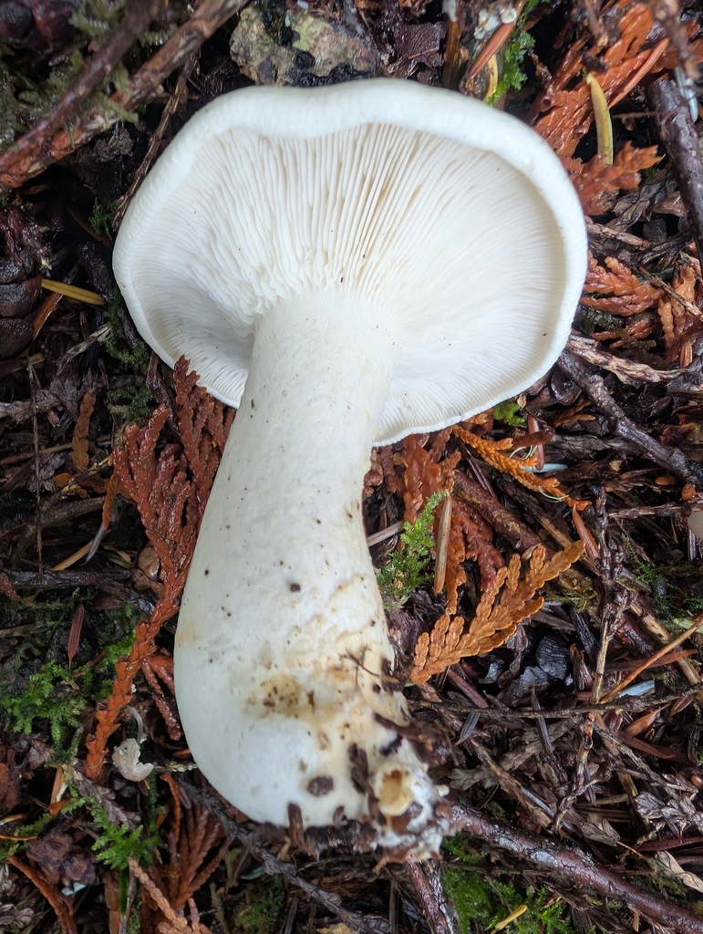 Leucopaxillus albissimus · November 2025 · photo: © simonele (iNaturalist, cc-by)